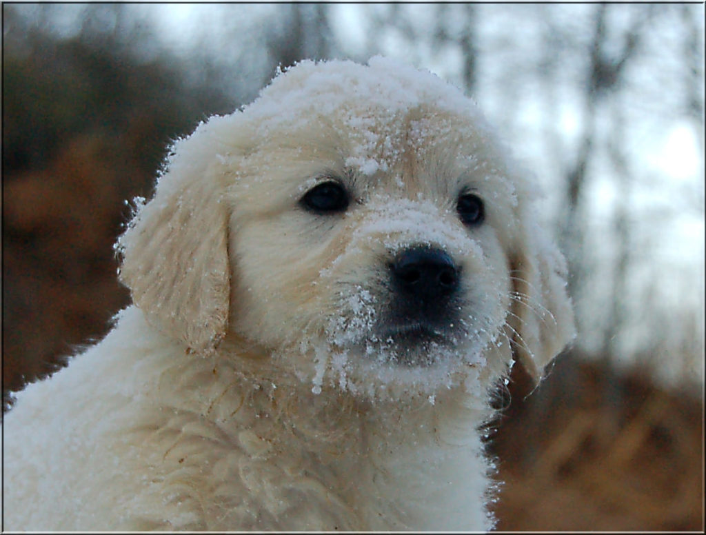 El Golden Retriever
